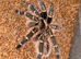 Healthy Chaco Golden Knee Tarantula (Grammostola pulchripes) ~3.5" Leg Span