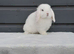 mini lop last one