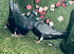 Colour racing pigeons