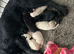 Beautiful Cocker spaniel puppies