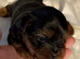 Mini GORGEOUS YORKSHIRE TERRIER GIRL – LOOKING FOR HER FOREVER HOME