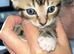 5 tabby kittens