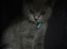 Chunky Male BSH kitten ready now! FULLY VACCINATED