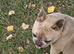 Stunning Lilac French Bulldog girl