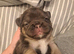 French bulldog puppys