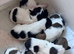 Gorgeous little Jack Russel puppies