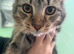 Long haired tabby