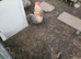 2 roosters