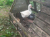Female rare African goose