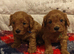 Gorgeous male and female Cavapoo puppies