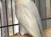 Lovebirds
