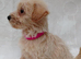 Westiepoo puppies