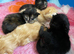5 mainecoon mix kittens