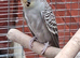 Breeding Pair of budgies