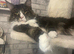 Maine coon
