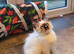 Stunning GCCF Registered Ragdoll Kittens.
