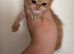 Beautiful golden shaded bsh girl kittens