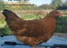 Pure breed crosses for sale