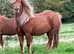 Blackertor scarlet