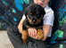 Rottweiler puppy&rsquo;s
