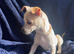 Female cream puppy