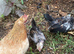 Serama chickn