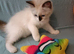 Active kittens of Champion Status dad