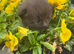 Stunning ragdoll x long haired domestic lovely brown colours