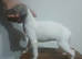 Show whippetts