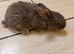 Flemish baby rabbits