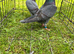 Racing pigeons