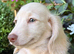 Beautiful Cream Longhaired Boy