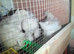 4 Golden Brahma hens