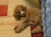 Toy poodle girl 15 weeks old - Red