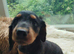 Cockapoo F2