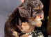 2 LEFT!! TINY TOY MALTIPOO’S Health tested parents