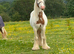 Gelded cob