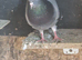 3 roller cock birds free to good home.