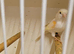 Beautiful pair dimorphic canaries