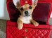 Chihuahua girl long haired puppy