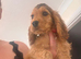 KC Registered Show Type Cocker Spaniel Puppies