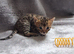 Brown bengal boy kitten