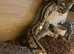Ball python female with viv