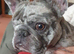Frenchie for rehoming
