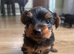 Yorkshire terrier puppy girls