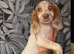 5 cocker spaniel puppies
