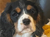 Gorgeous cavalier boys