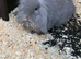 Mixed lop rabbits for sale