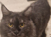 18 month boy maincoon for sale