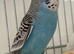 Sky Blue And White Male Budgie Ready Soon